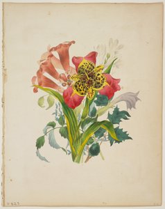 Blumenstrauß aus Trompetenblumen, aus Flora